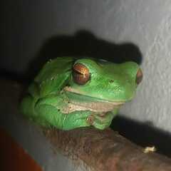 Boana pulchella