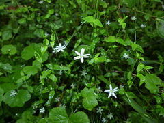 Stellaria flaccida