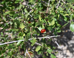 Diospyros intricata