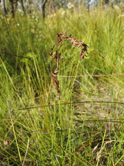 Schoenus brevifolius