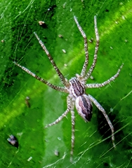 Dendrolycosa