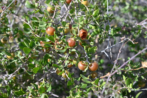 Image of Diospyros intricata by (c) Amber M. King, some rights reserved (CC BY)