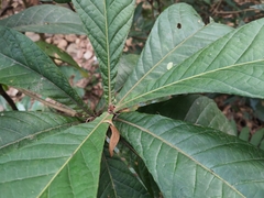 Eriobotrya japonica