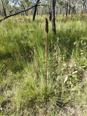 Xanthorrhoea fulva