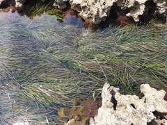 Posidonia