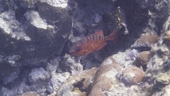 Heteropriacanthus cruentatus