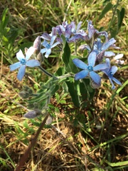 Oxypetalum coeruleum