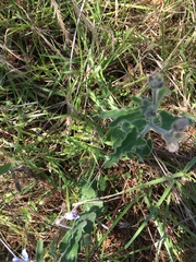 Oxypetalum coeruleum