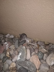 Reithrodontomys montanus