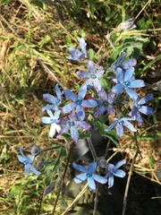 Oxypetalum coeruleum