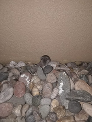 Reithrodontomys montanus