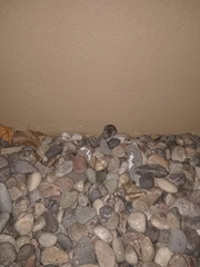 Reithrodontomys montanus