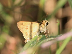 Polites vibex praeceps