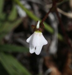 Stylidium perpusillum