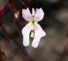 Stylidium perpusillum