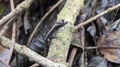 Anolis humilis