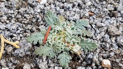 Glyptopleura marginata