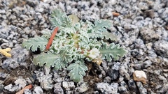 Glyptopleura marginata