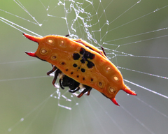 Gasteracantha quadrispinosa