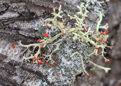 Cladonia leporina