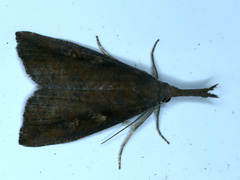 Hypena subvittalis