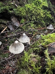 Mycena robusta