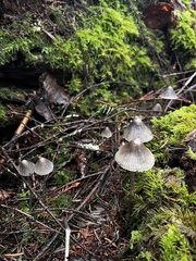 Mycena robusta