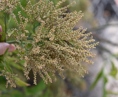 Celosia floribunda