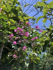 Fridericia floribunda