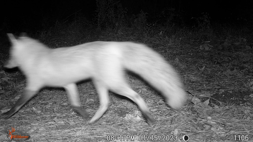 Red Fox photographed in Louisiana