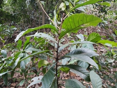 Eriobotrya japonica
