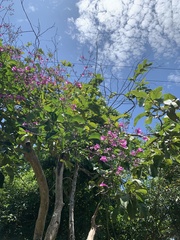 Fridericia floribunda