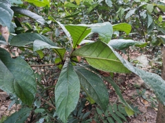 Eriobotrya japonica