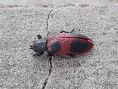 Coraliomela quadrimaculata