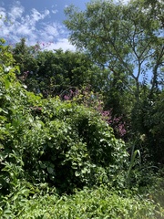 Fridericia floribunda
