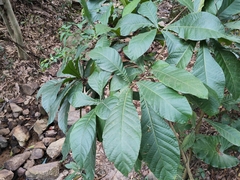 Eriobotrya japonica