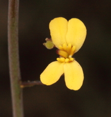 Stylidium daphne