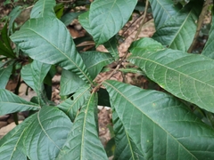 Eriobotrya japonica