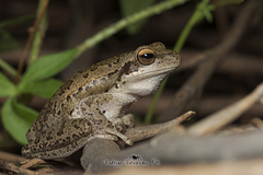 Boana pulchella