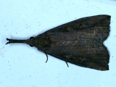 Hypena subvittalis
