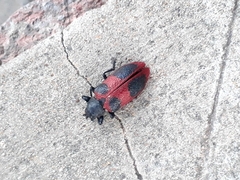 Coraliomela quadrimaculata