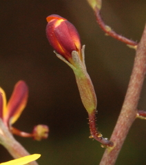Stylidium daphne