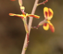 Stylidium daphne