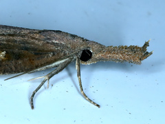 Hypena subvittalis