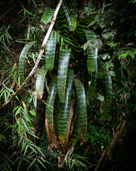 Vriesea hieroglyphica