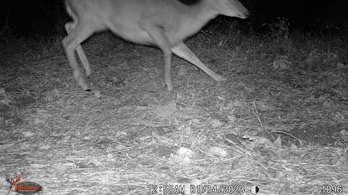 White-tailed Deer photographed in Louisiana