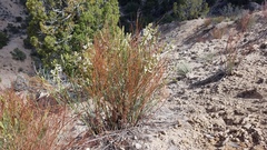 Astragalus lonchocarpus
