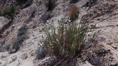 Astragalus lonchocarpus
