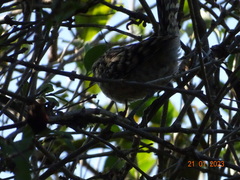 Campylorhynchus nuchalis