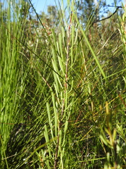 Strangea linearis